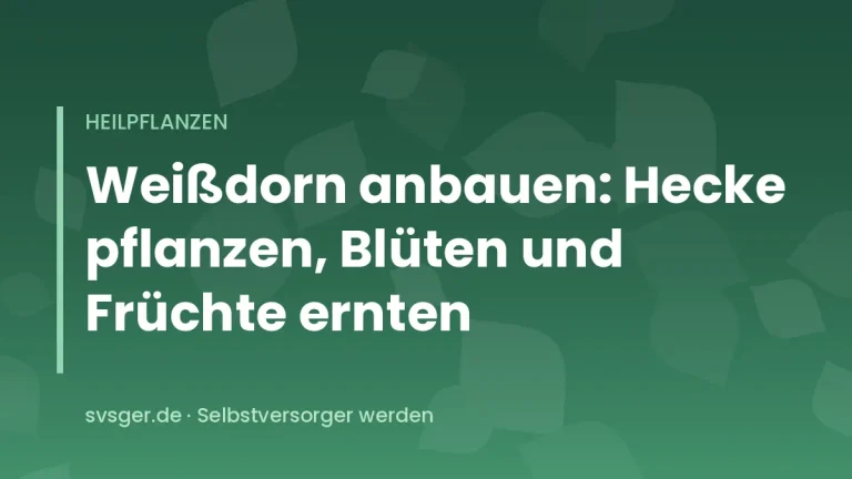 Weißdornhecke mit roten Früchten im Herbst am Rand eines naturnahen Gartens