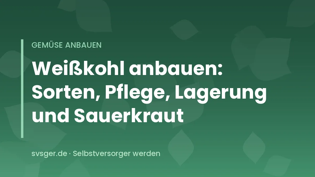 Große feste Weißkohlköpfe im Herbstbeet vor der Ernte für Sauerkraut und Lagerung