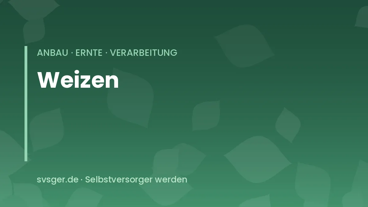 Weizen anbauen: dichter reifer Weizenbestand mit gedrungenen Ähren im Hausgarten