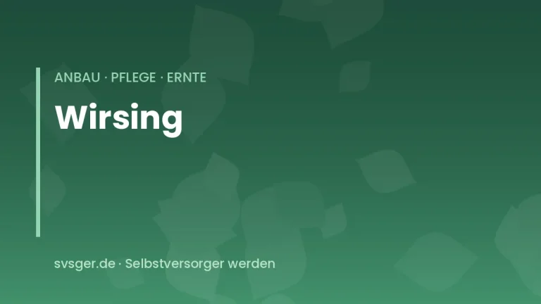 wirsing anbauen