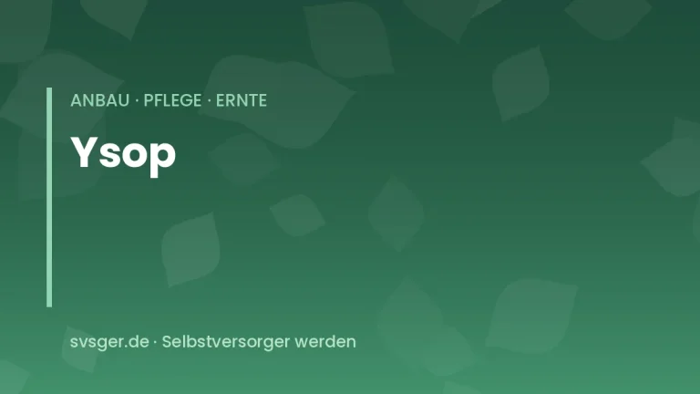 ysop anbauen