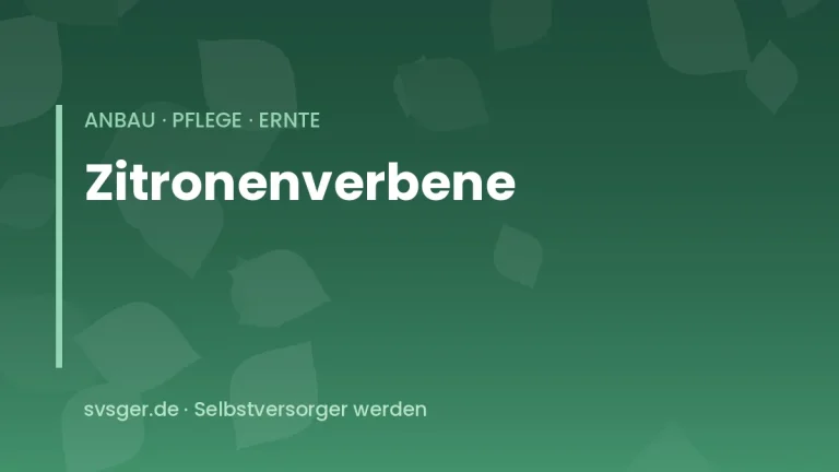 zitronenverbene anbauen