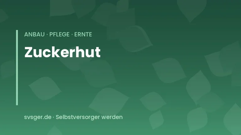 zuckerhut anbauen