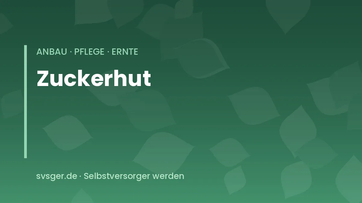 Zuckerhut im Herbstbeet: aufrechter, spitz zulaufender Salatkopf mit hellgrünen Blättern
