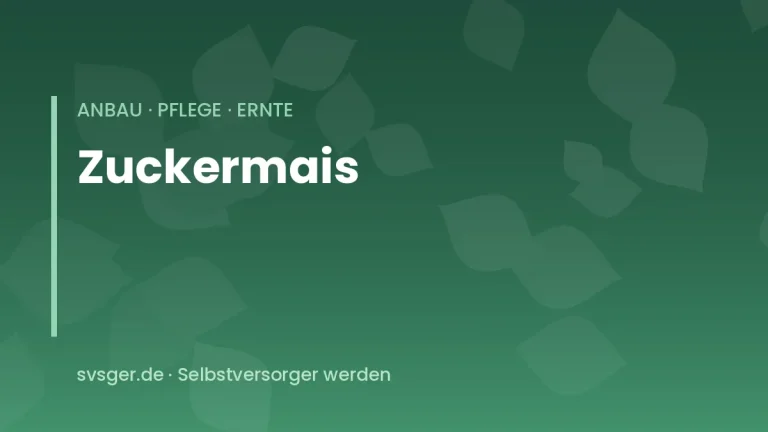 zuckermais anbauen