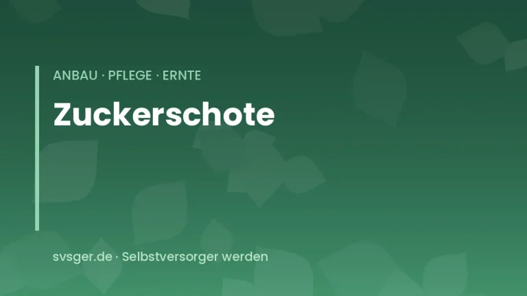 zuckerschoten anbauen