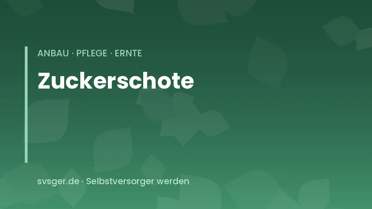 Zuckerschoten am Rankgitter: flache grüne Hülsen einer Kaiserschote kurz vor der Ernte